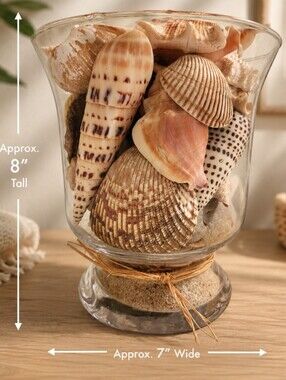 Seashell Collection In Hurricane Glass Vase Coastal Decor Large Shells 🐚 🐚 🐚